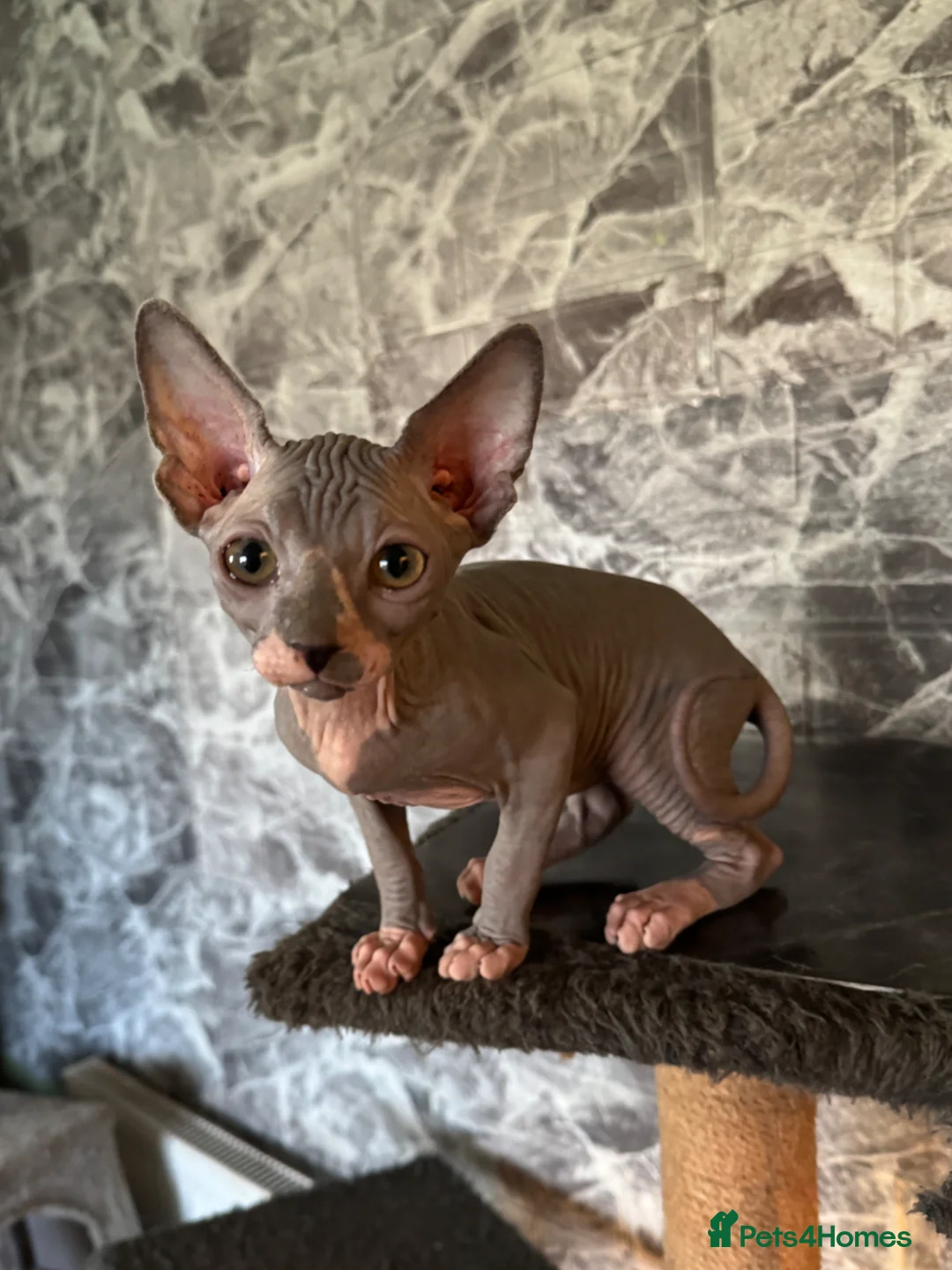Sphynx cats for sale: Sphynx kittens ( 2 males)  - Advert 10