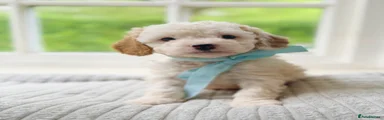 Cavapoo Puppy 2