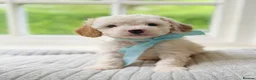 Cavapoo dogs for sale: Health tested Cavapoo puppies - Advert 14