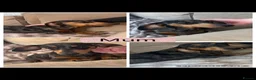 Dachshund dogs for sale: 🐾 Beautiful  Miniature Dachshund Puppies 🐾 - Advert 1