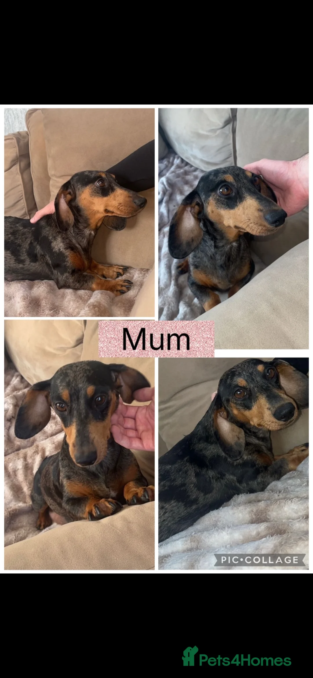 Dachshund dogs for sale: 🐾 Beautiful  Miniature Dachshund Puppies 🐾 - Advert 1