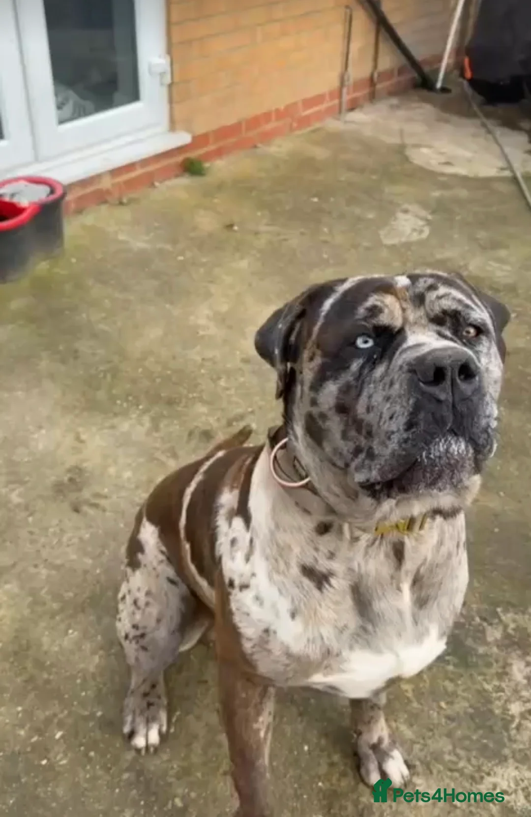 Mixed Breed dogs for sale: cane corso - Advert 4