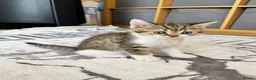 British Shorthair cats for sale: Four Beautiful BSH Tabby Kittens  - Advert 11