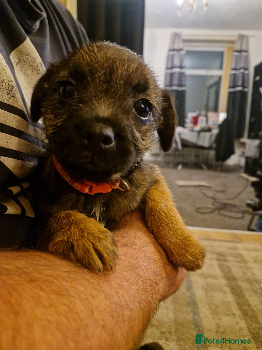 Border Terrier dogs for sale: Border Terrier pups - Image 5
