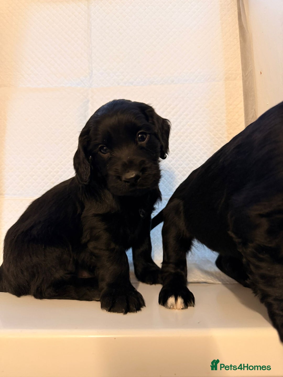 Cocker Spaniel dogs for sale: KC Registered Cocker Spaniel Puppies - Advert 13