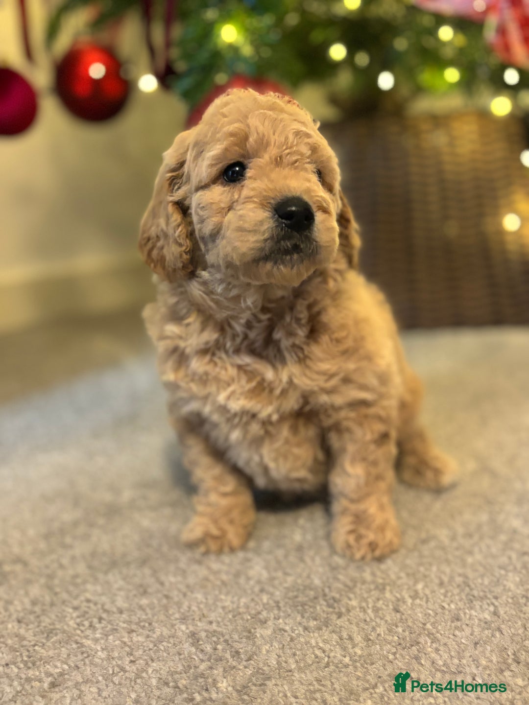Mini Goldendoodle dogs for sale: F2 mini golden doodle puppies.  - Advert 6