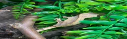 Gecko reptiles for sale: crested gecko in Middlesbrough - Advert 5