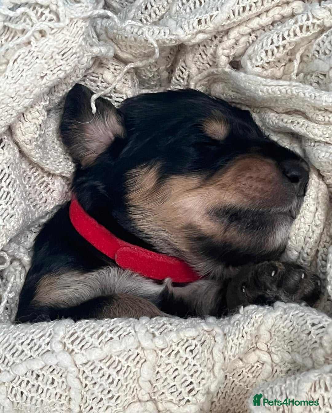 Bernedoodle dogs for sale: Exceptional F1 Bernedoodle Puppies - Advert 3