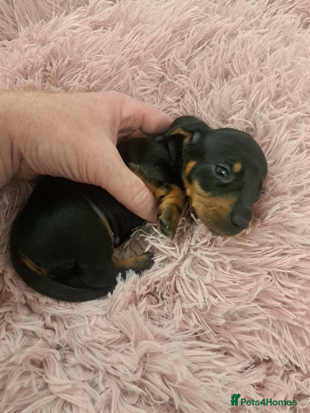 Miniature Dachshund dogs for sale: Minature Dachshund Puppies - Advert 4