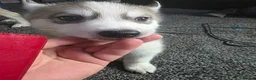 Huskita dogs for sale: huskita/siberian husky puppies - Advert 23