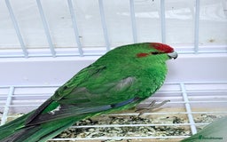 Parrots birds for sale: Beautiful Adorable Kakariki Talking Parrots - Image 2