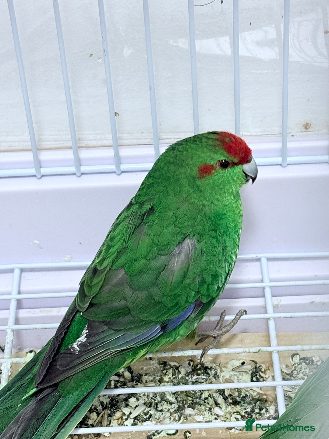 Parrots birds for sale: Beautiful Adorable Kakariki Talking Parrots - Image 2