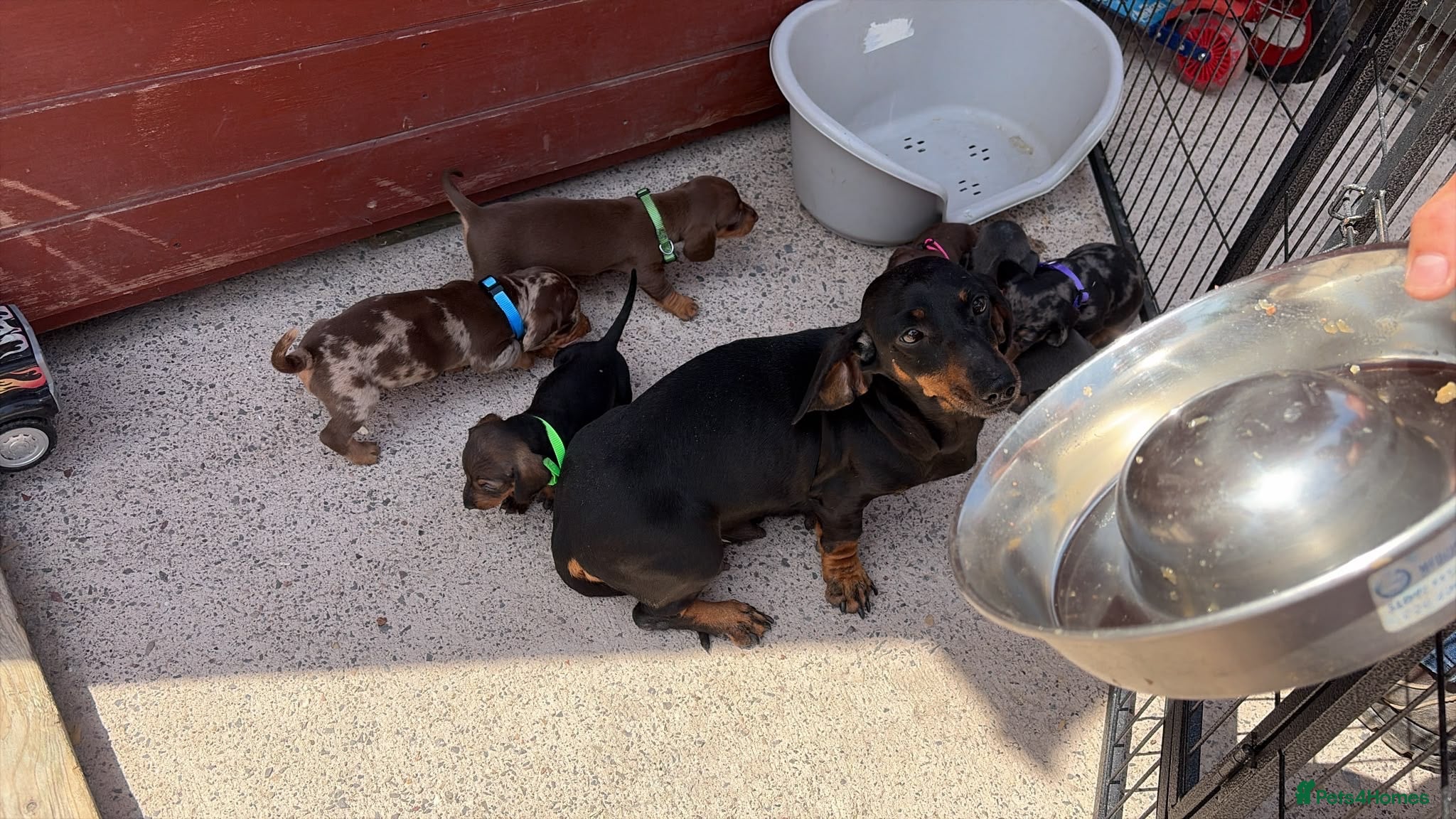 Dachshund dogs Dachshund  - Advert 1