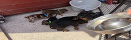 Dachshund dogs for sale: Dachshund  - Advert 1