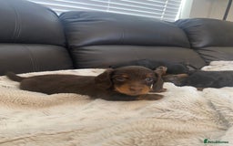Miniature Dachshund dogs for sale: Longhaired miniature dachshund  - Image 3