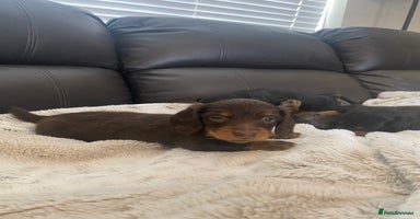 Miniature Dachshund dogs - Advert 1