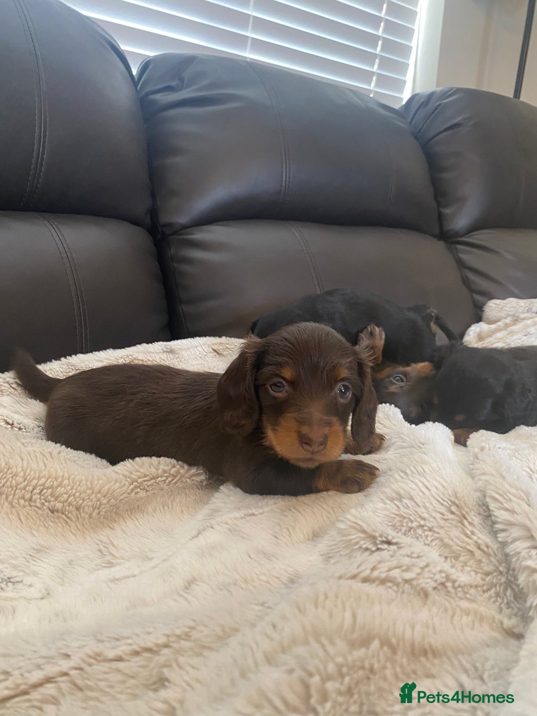 Miniature Dachshund dogs for sale: Longhaired miniature dachshund  - Image 3