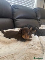 Miniature Dachshund dogs - Advert 5