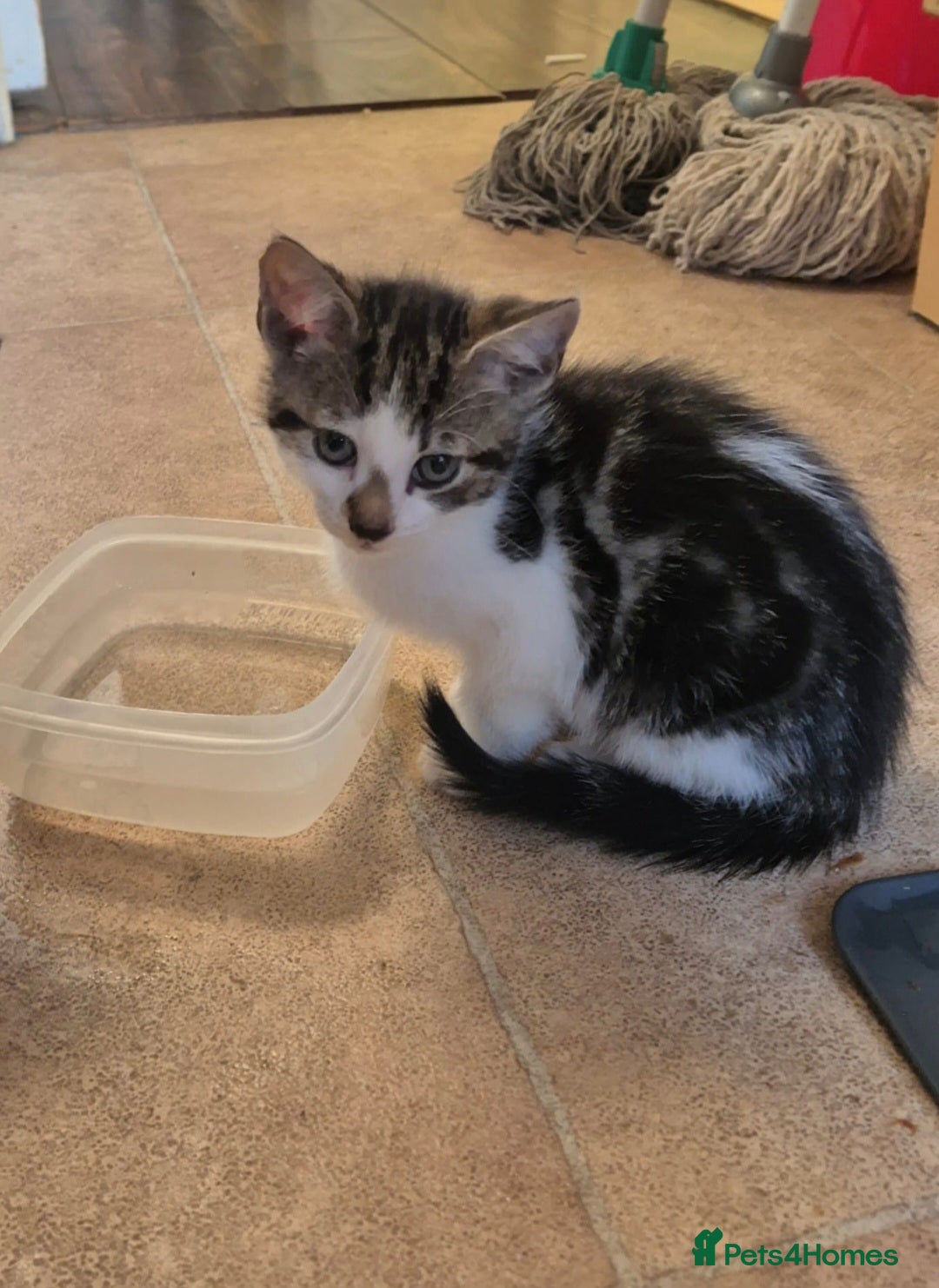 Mixed Breed cats for sale: Adorable 7 Mixed Breed Kittens 🐾 - Image 36