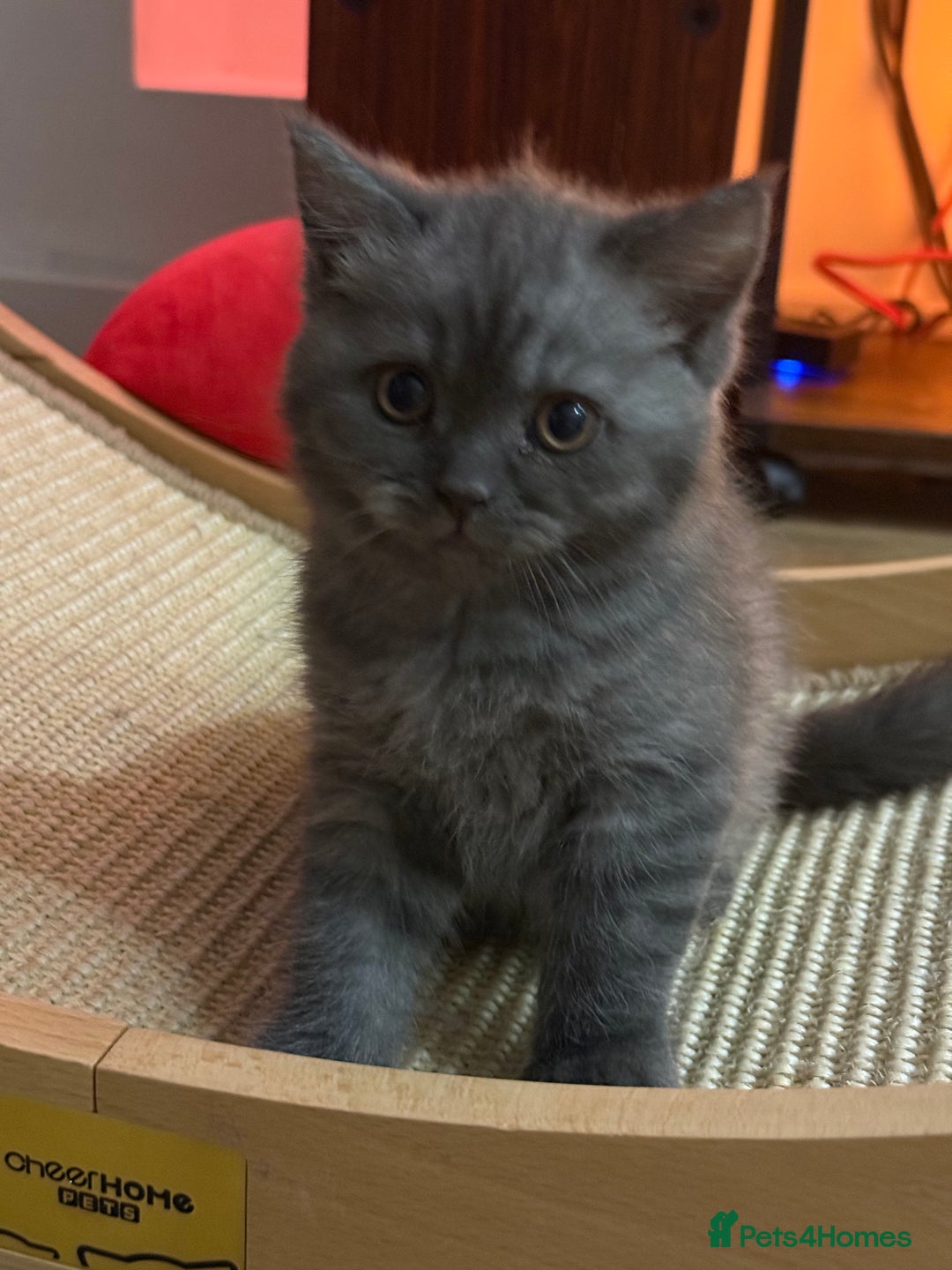 British Shorthair cats for sale: GCCF BSH Chinchilla Rare, Beautiful Kittens - Image 34