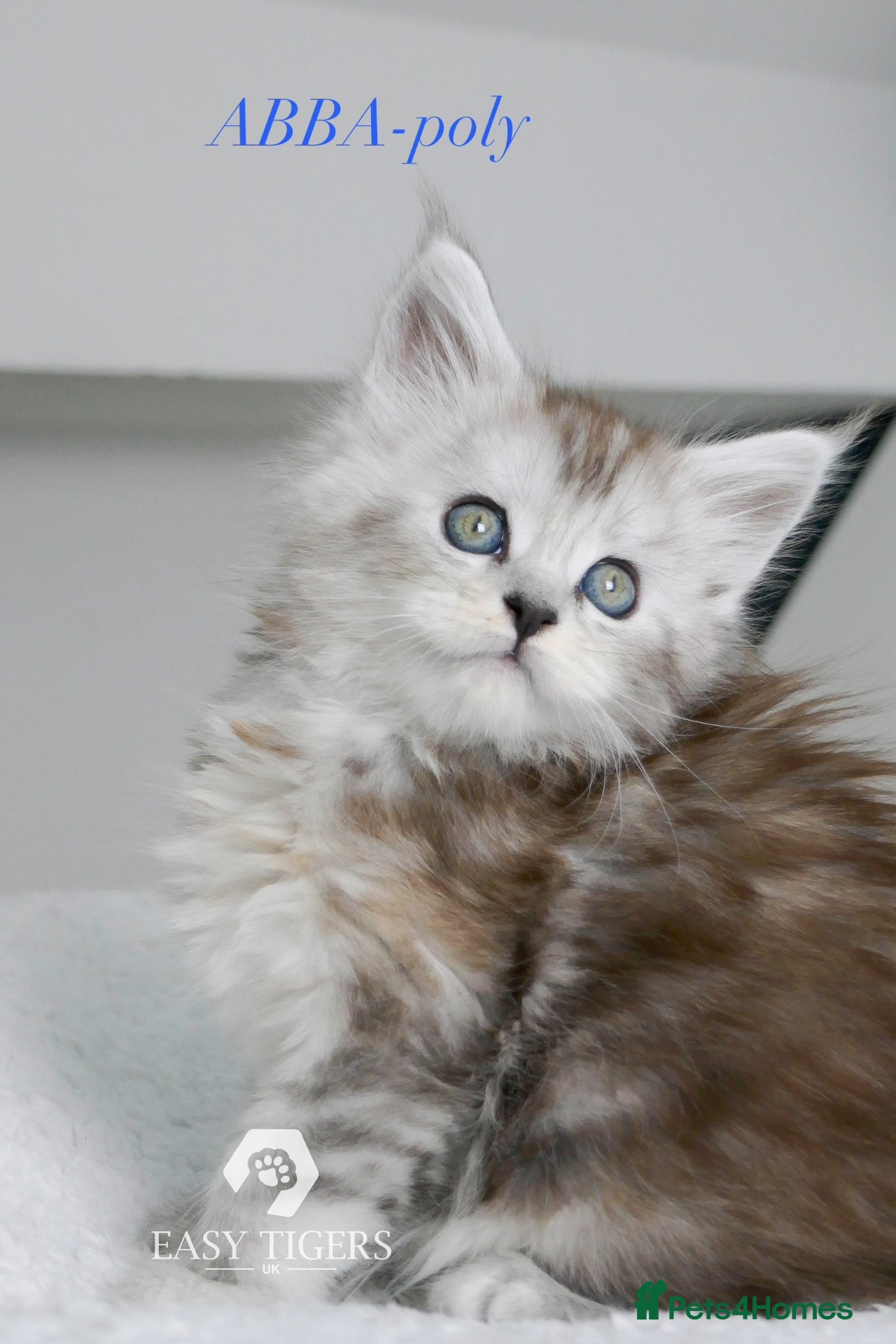 Maine Coon cats Stunning polydactyl Maine Coons Tica registered  - Advert 1