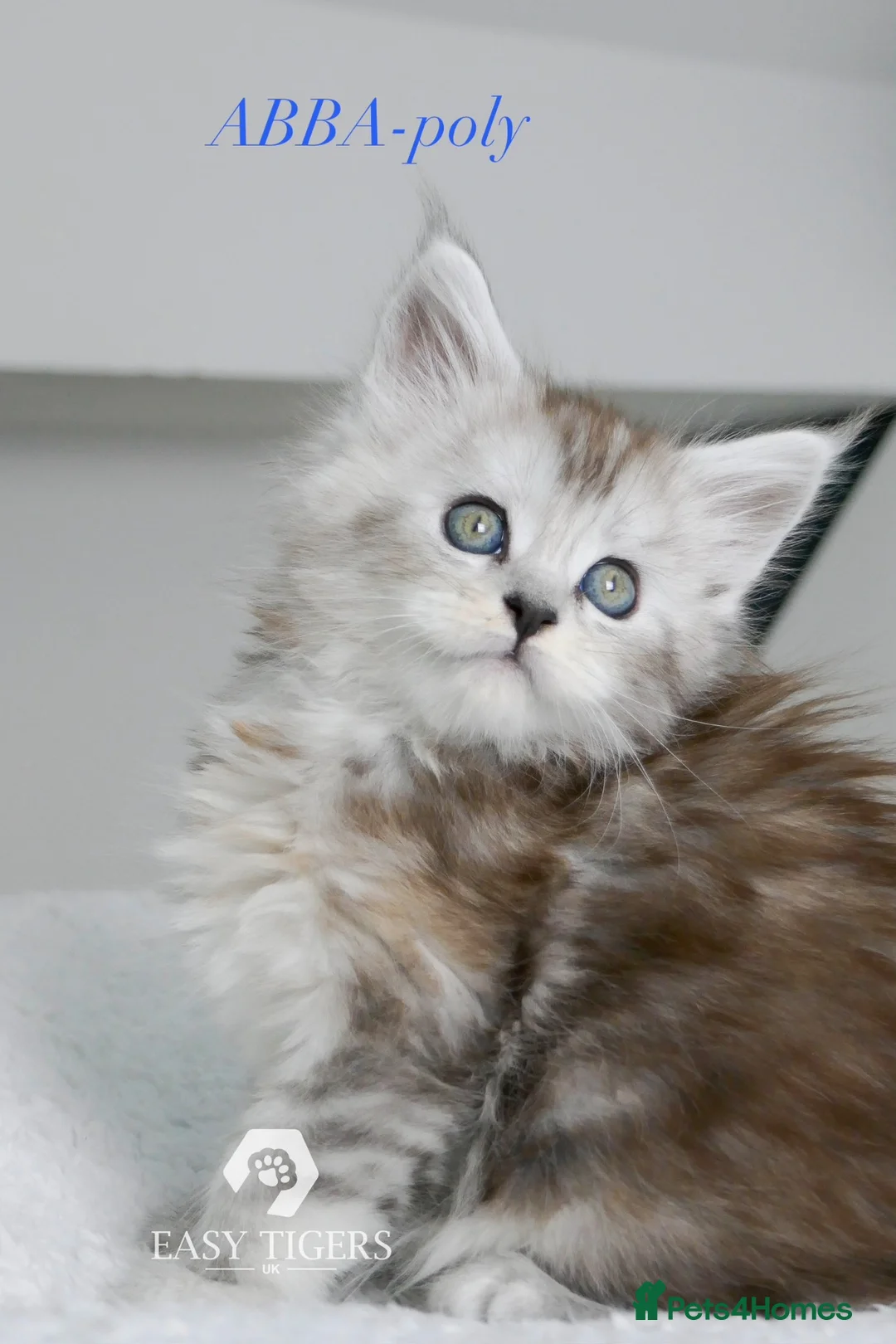 Maine Coon cats for sale: Stunning polydactyl Maine Coons Tica registered  - Advert 1