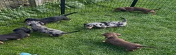 Dachshund dogs for sale: 4 KC Standard Long Haired Dachshund Puppies - Advert 4