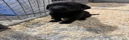 Labrador Retriever dogs for sale: 8 Working Black Labrador Puppies - Advert 10
