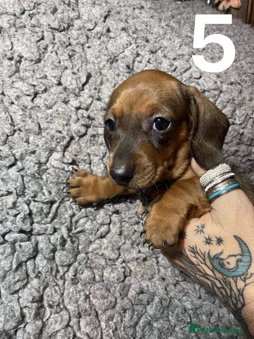 Dachshund dogs for sale: Stunning Litter of dachshund Puppies - Advert 17