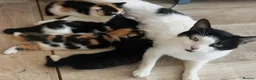Mixed Breed cats for sale: Kittens 😸  - Advert 1