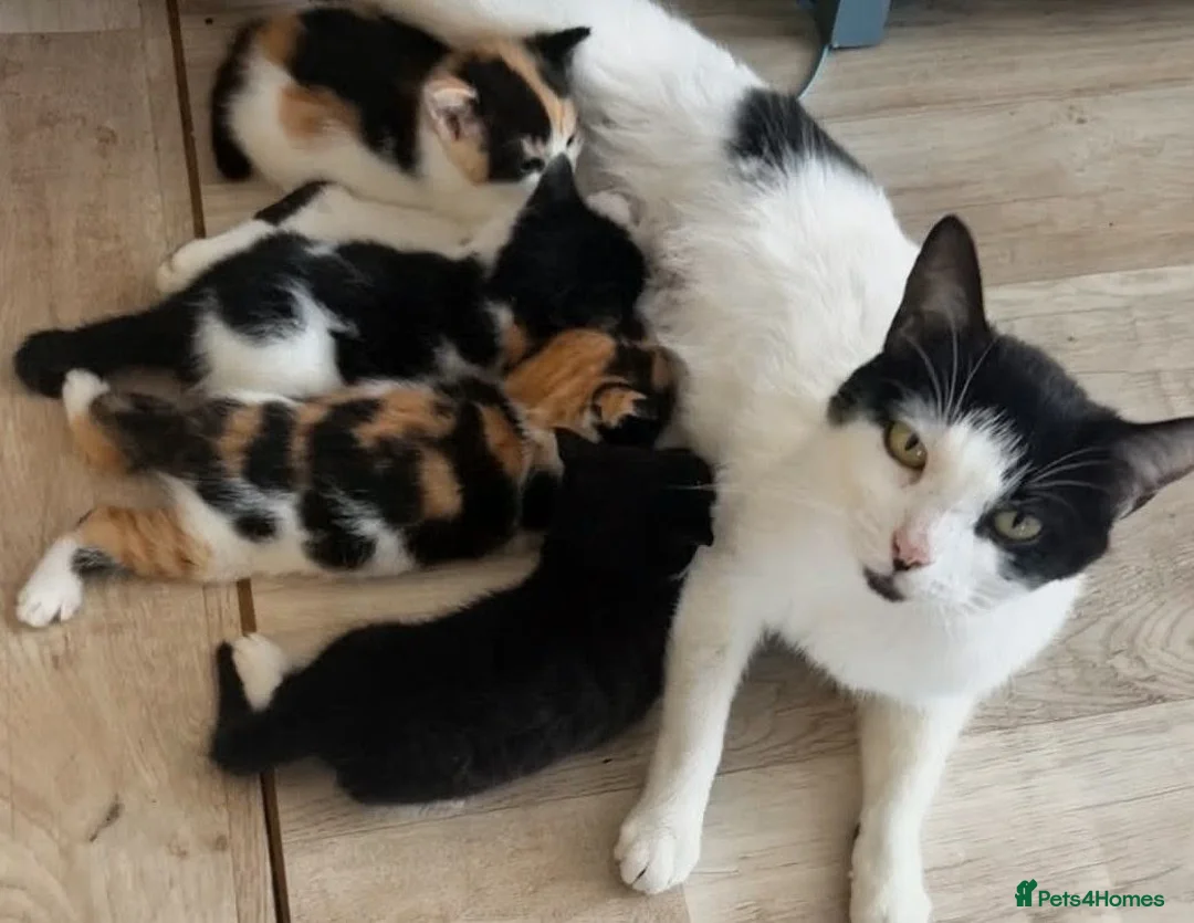 Mixed Breed cats for sale: Kittens 😸  - Advert 1