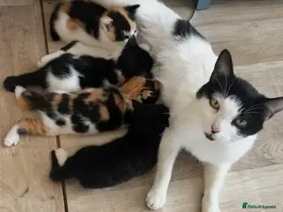 Mixed Breed cats Kittens 😸 - Advert 1
