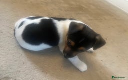 Jack Russell dogs for sale: Jack Russell litter of 7 - Advert 21