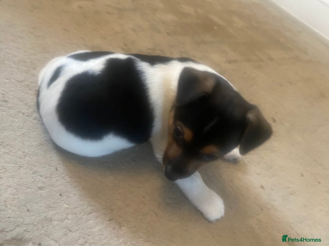 Jack Russell dogs for sale: Jack Russell litter of 7 - Advert 21