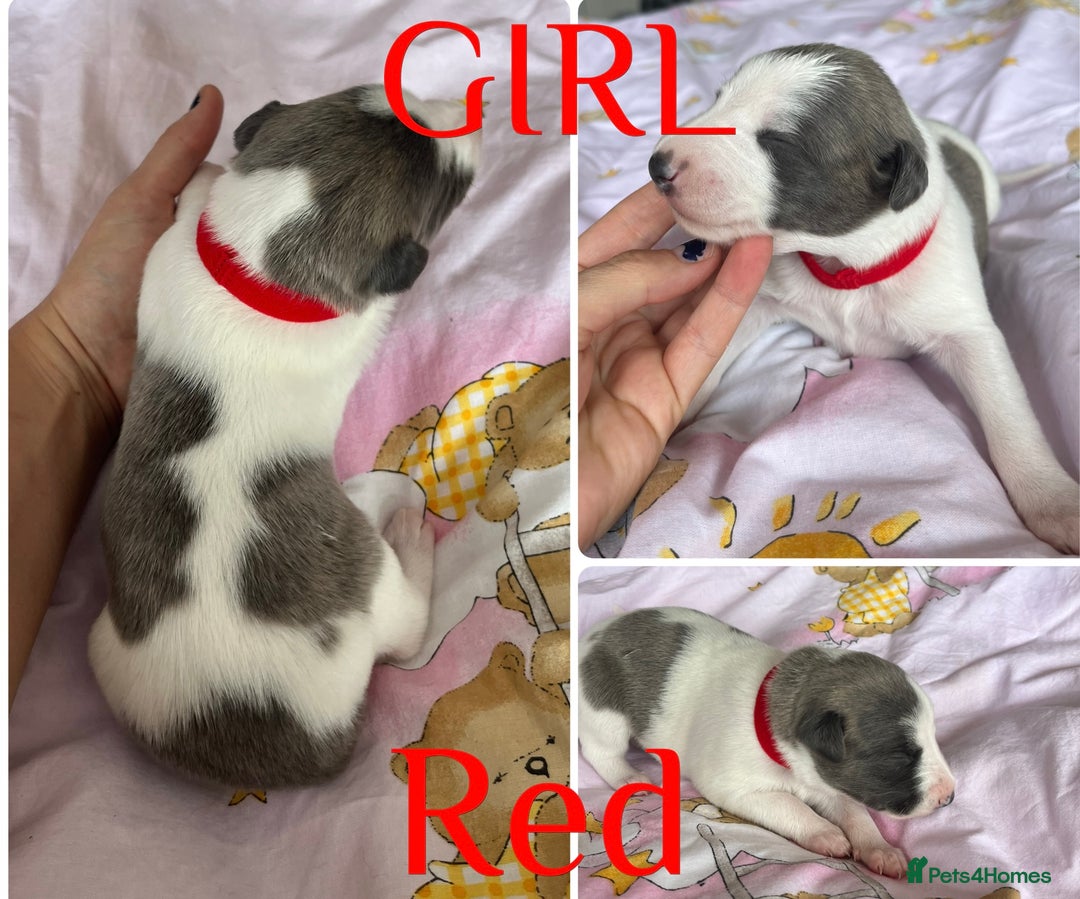Whippet dogs for sale: Whippet puppies  - Image 4