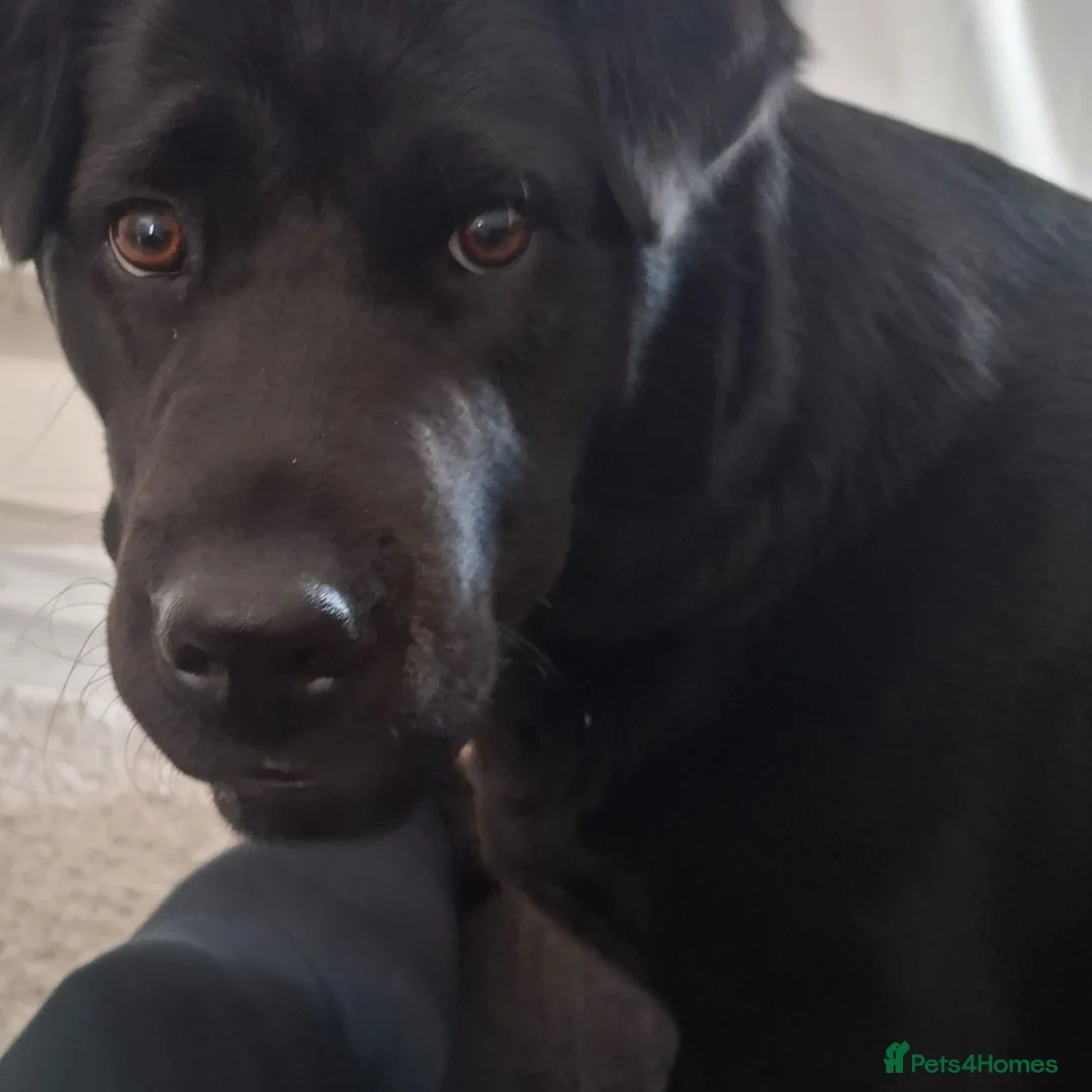 Labrador Retriever dogs for adoption: Kid-Loving Adventure Buddy - Advert 2