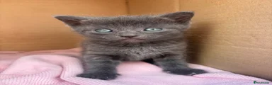 Grey Kitty