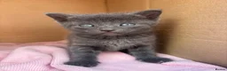 Domestic Shorthair cats for sale: 3 perfect moggys - Advert 7