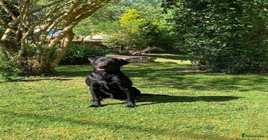 Labrador Retriever dogs in Petworth - Advert 10