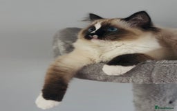 Ragdoll cats for sale: Active Tica Champion blood Ragdoll kittens - Image 9