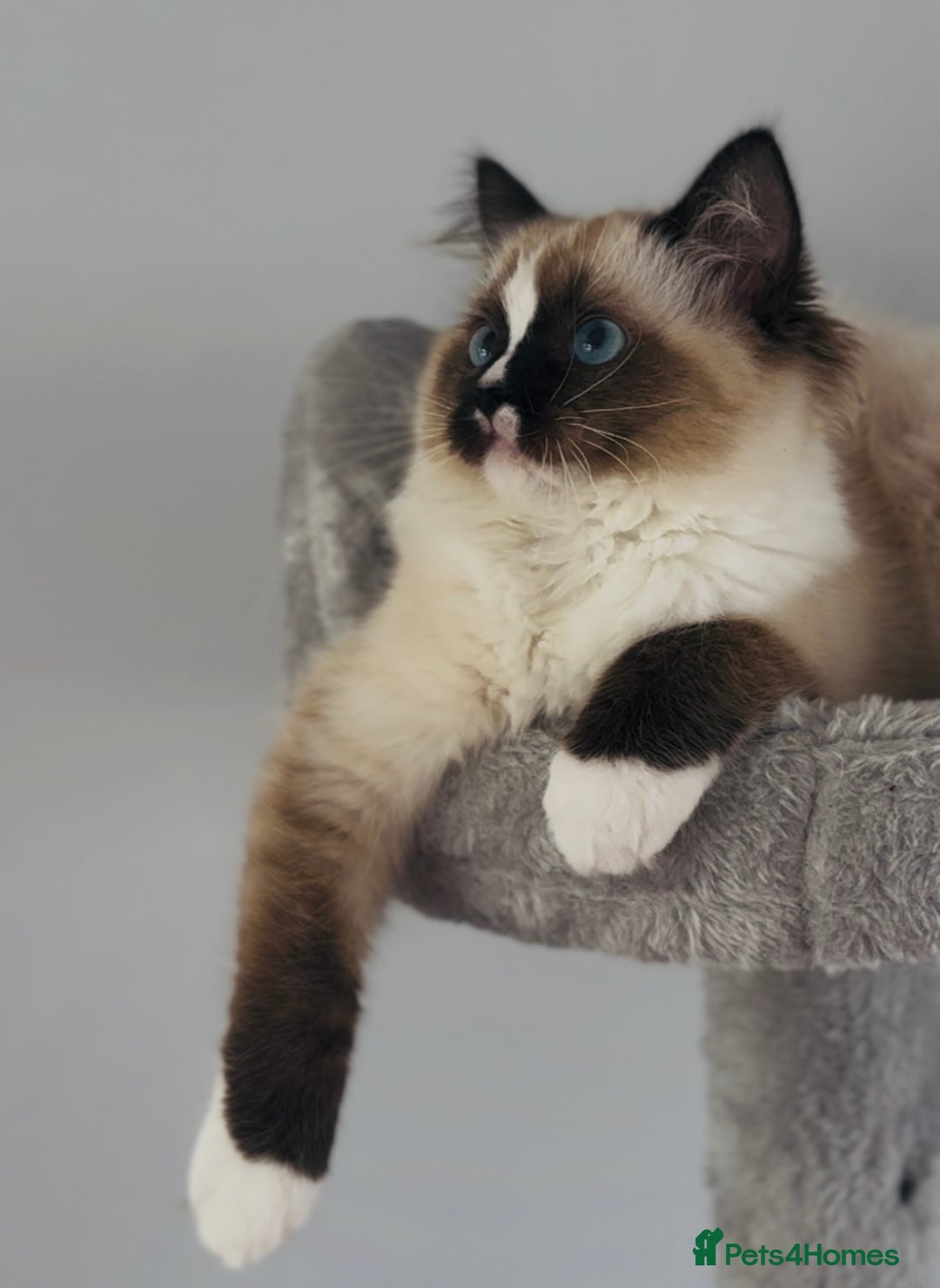 Ragdoll cats for sale: Active Tica Champion blood Ragdoll kittens - Image 9