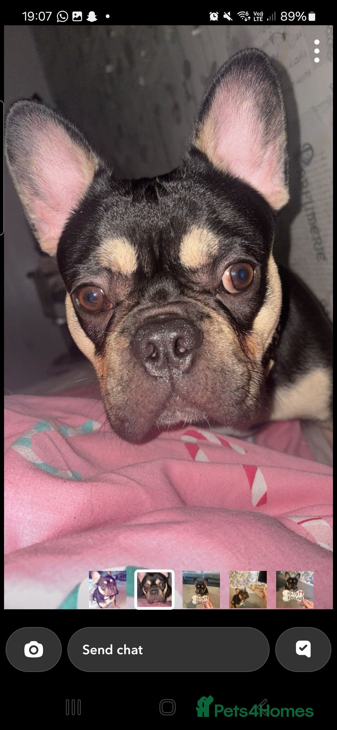 French Bulldog dogs for sale: French bulldog 13 months old - Advert 2