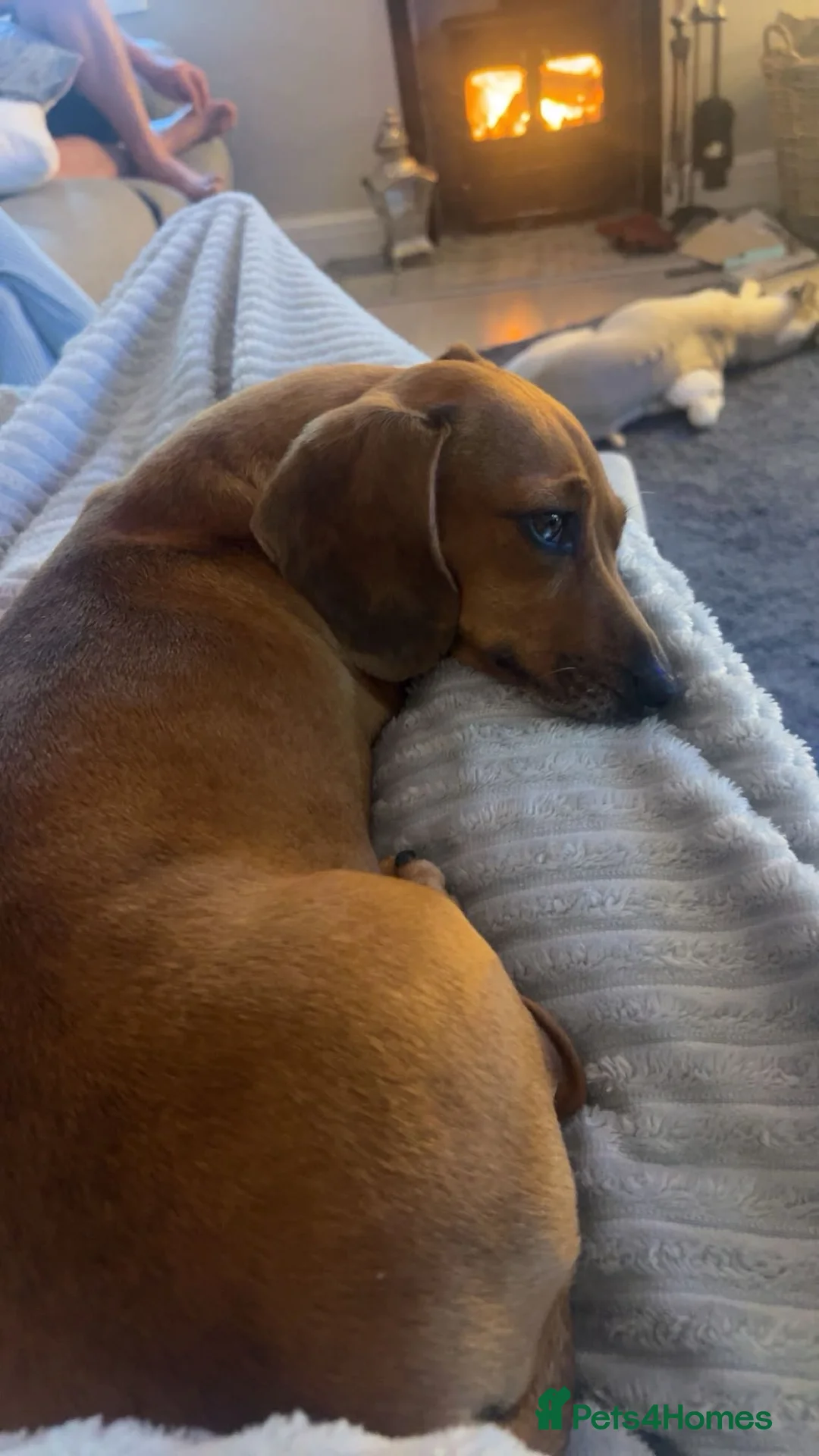 Miniature Dachshund dogs for sale: Beautiful Miniature dachshunds for sale  in Southampton - Advert 2