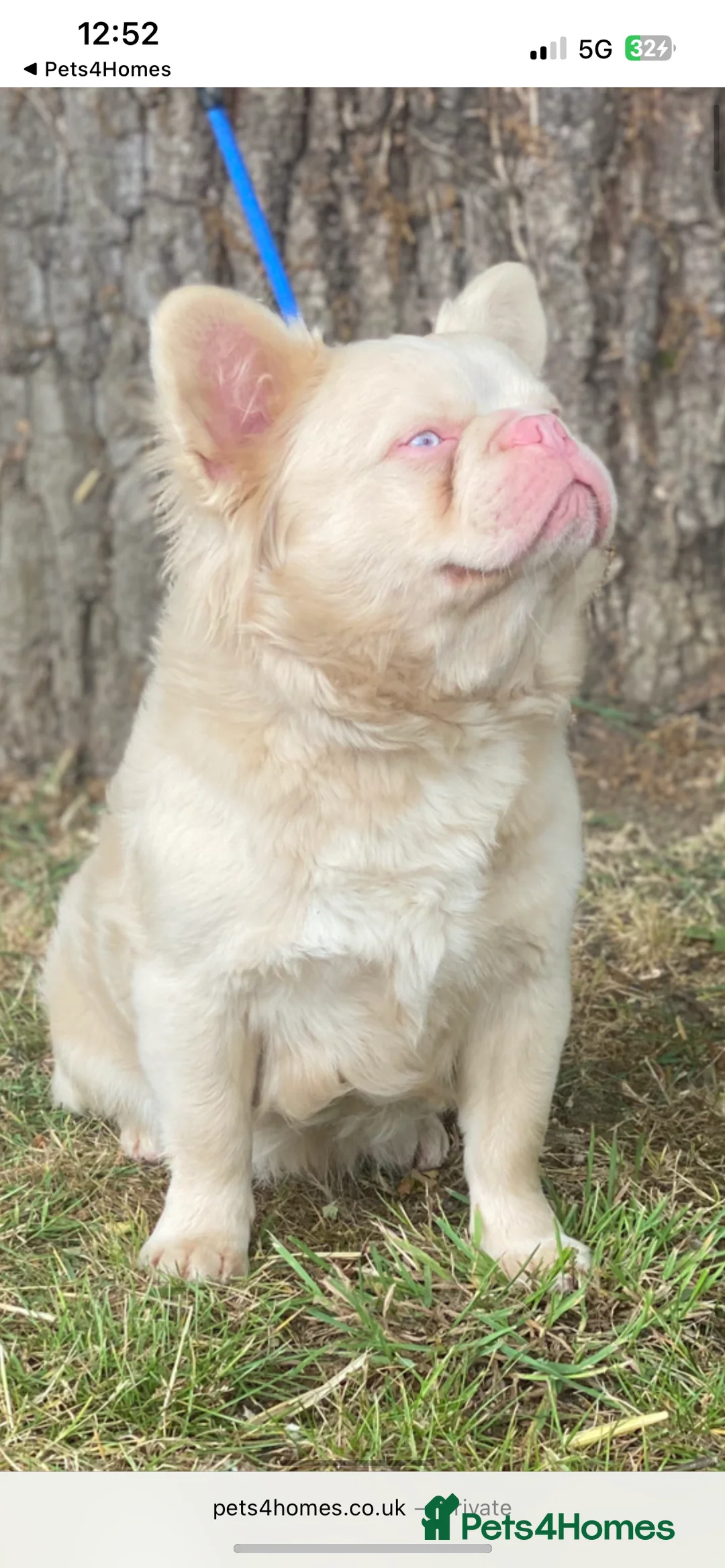 French Bulldog dogs for stud: STUD - Full fluffy full pink frenchie wavy coat 🌊 - Advert 4