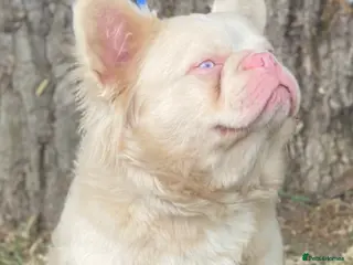 French Bulldog dogs STUD - Full fluffy full pink frenchie wavy coat 🌊 - Advert 17