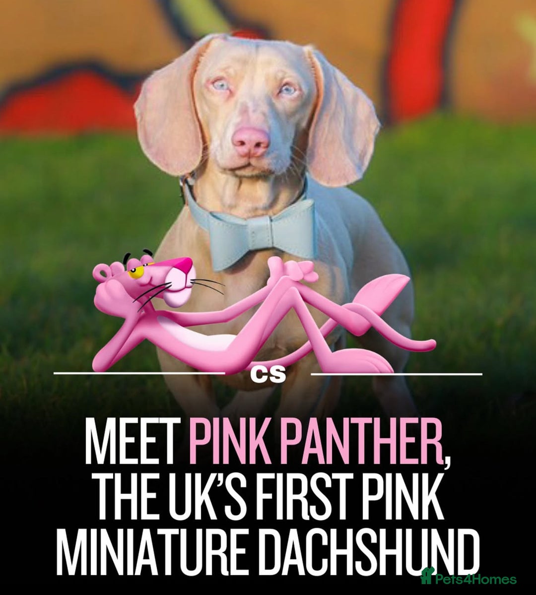 Miniature Dachshund dogs for sale: Blue and tan miniature dachshund  - Advert 8