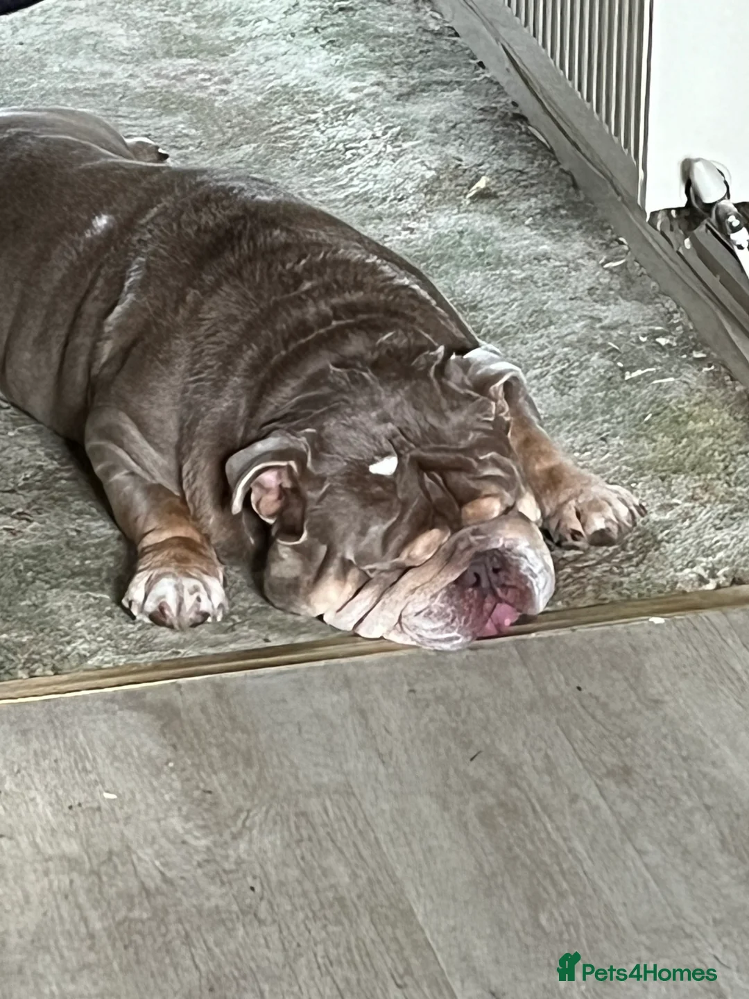 English Bulldog dogs for sale: English bulldog for rehoming  - Advert 7