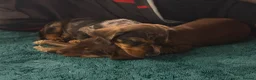 Miniature Dachshund dogs for sale: 1 Beautiful Miniature Dachshund Puppy left! 🩷 - Advert 18