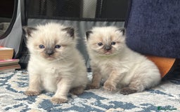 Ragdoll cats for sale: Ragdoll - Pedigree  - Image 5