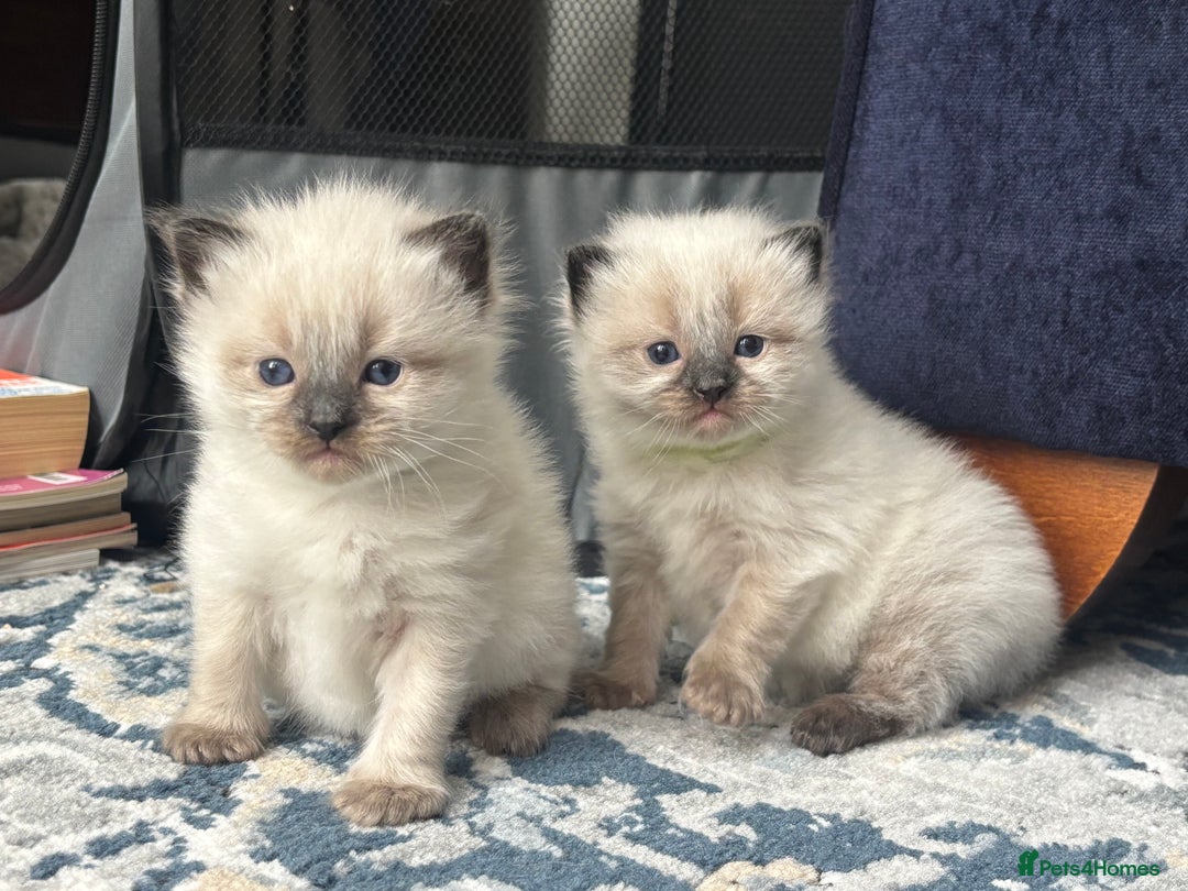 Ragdoll cats for sale: Ragdoll - Pedigree  - Image 5